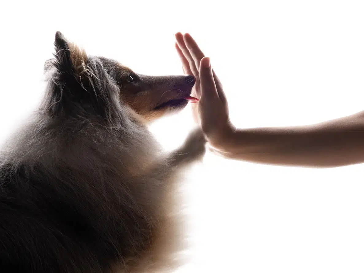 comment photographier son chien Silhouette d'un chien en contre-jour qui fait lèche la main de sa maîtresse.